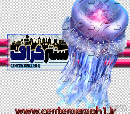 عروس دریایی یکی از عجیب ترین موجودات دریا - Happypet