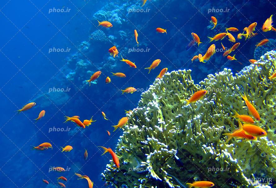 عکس با کیفیت ماهی تزیینی عکس با کیفیت ماهی تزیینی