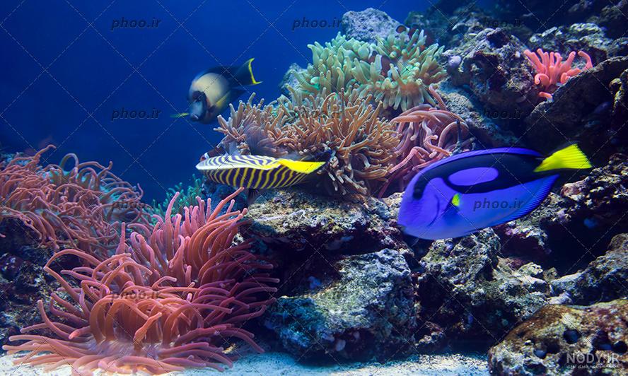 عکس/ باورنکردنی های دنیای زیر آب - تسنیم عکس/ باورنکردنی های دنیای زیر آب - تسنیم
