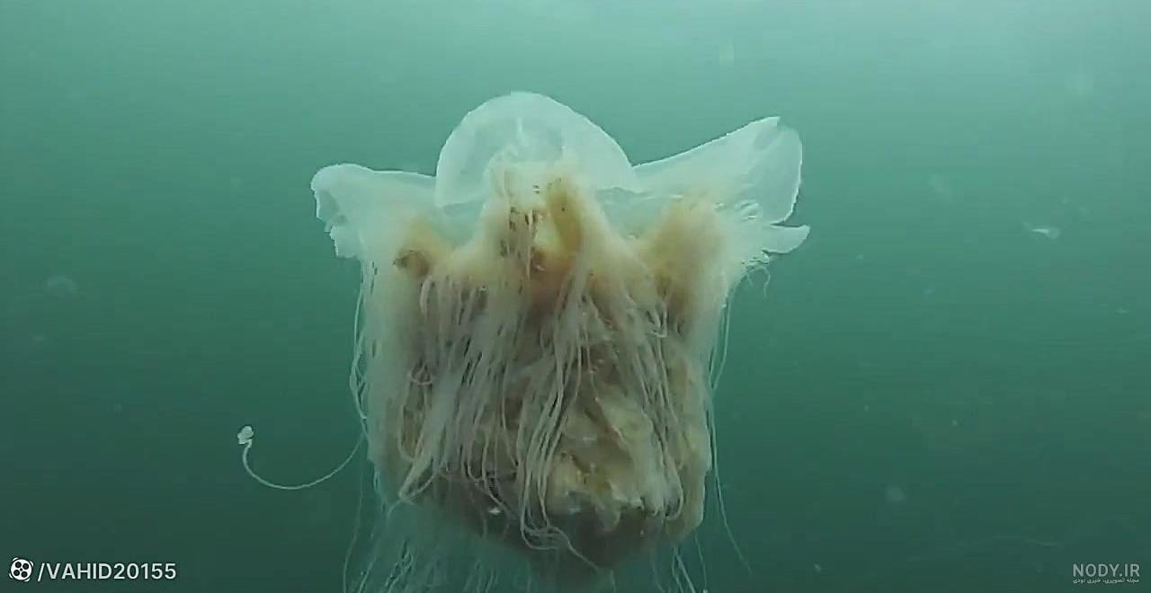 عکس بزرگترین عروس دریایی biggest jellyfish pic عکس بزرگترین عروس دریایی biggest jellyfish pic