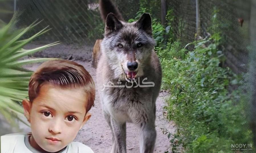 عکس توله سگ گرگاس عکس توله سگ گرگاس