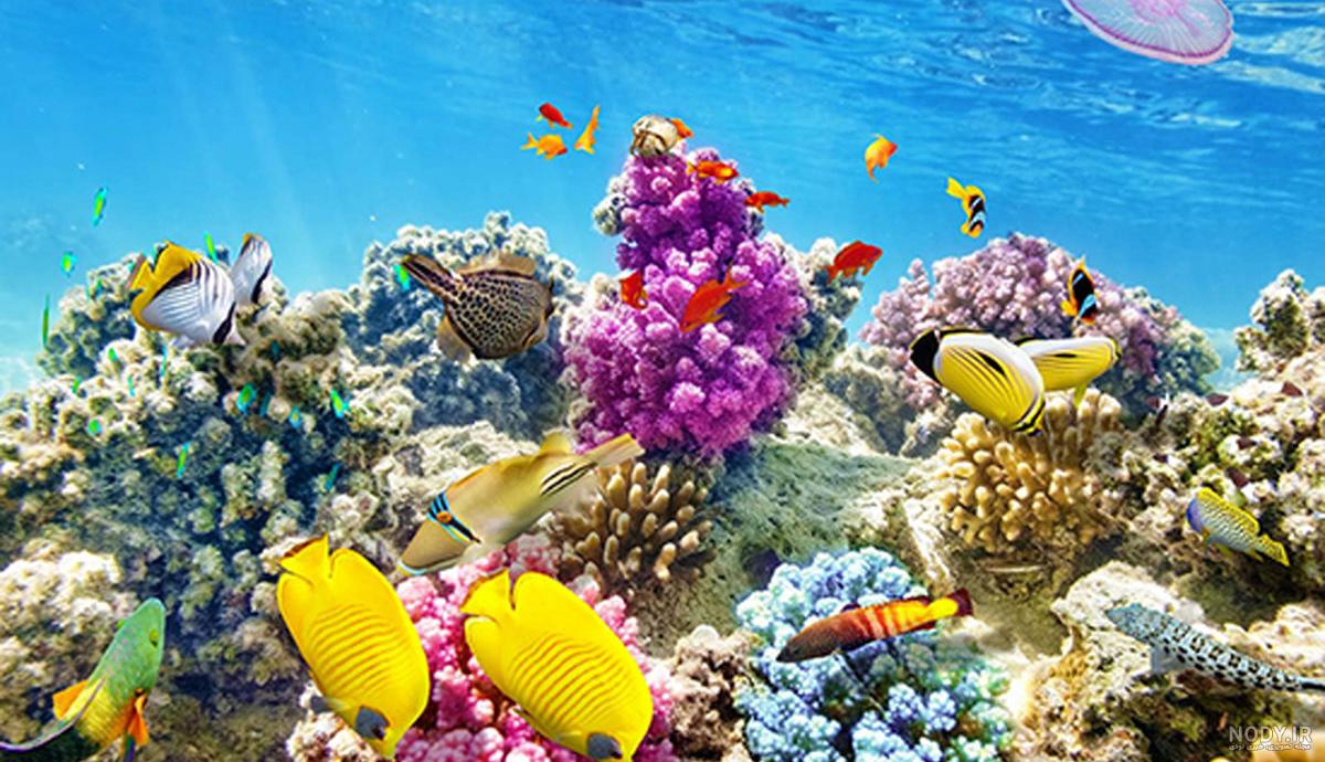 عکس دنیای زیر دریا