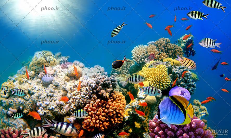 عکس های زیبای زیر دریا