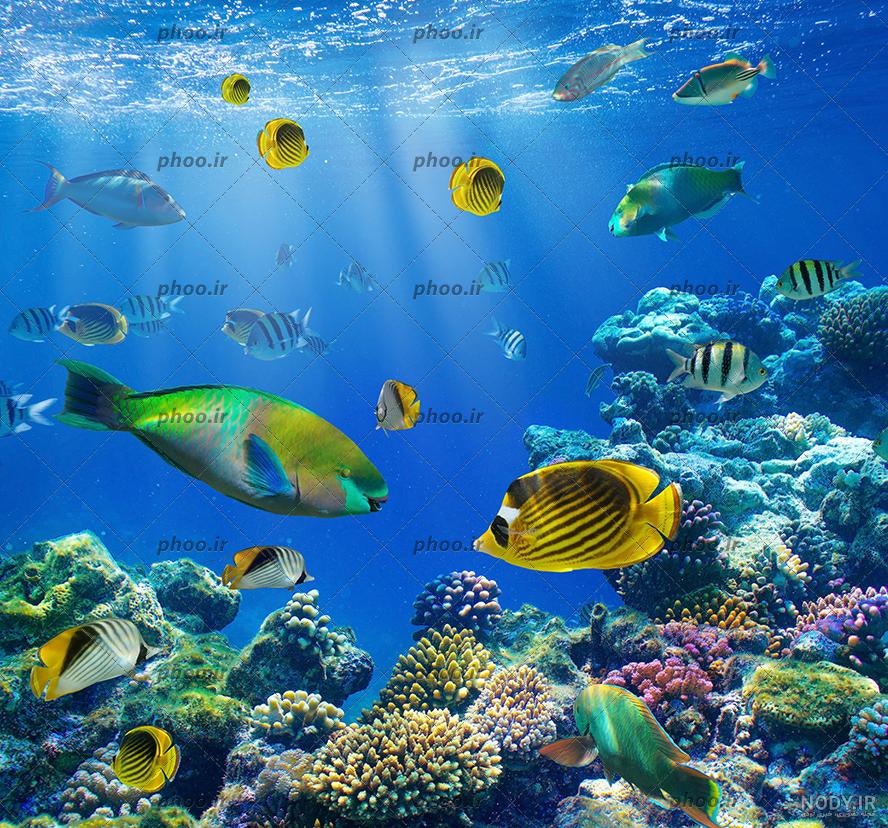 عکس زیر دریای شمال عکس زیر دریای شمال