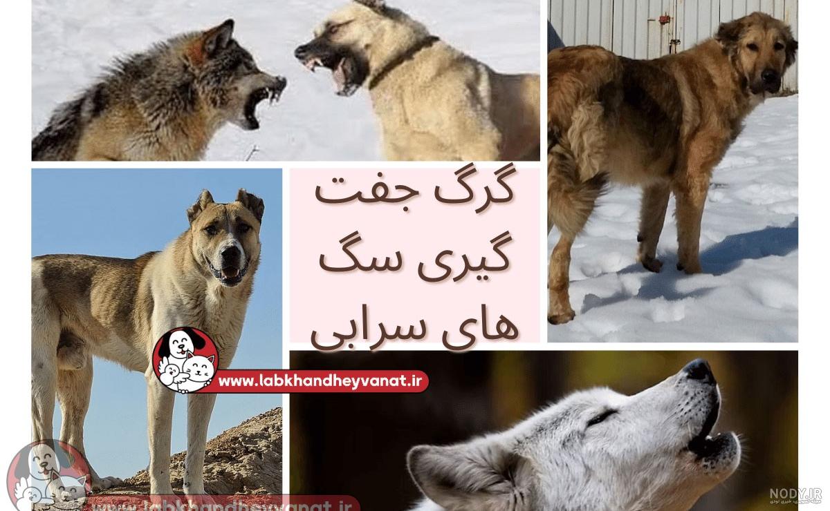 عکس سگ گرگاس عکس سگ گرگاس