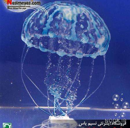 عکس عروس دریایی بزرگ عکس عروس دریایی بزرگ