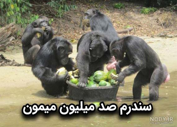 عکس غذا خوردن میمون عکس غذا خوردن میمون