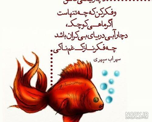 عکس ماهی کله قرمز عکس ماهی کله قرمز
