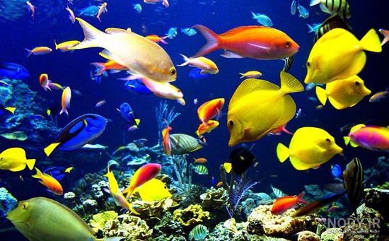 عکس ماهی🐟دانلود 30 عکس ماهی زیبا با کیفیت بالا عکس ماهی🐟دانلود 30 عکس ماهی زیبا با کیفیت بالا