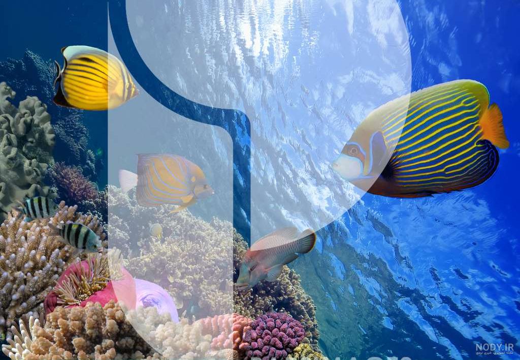 عکس ماهی🐟دانلود 30 عکس ماهی زیبا با کیفیت بالا عکس ماهی🐟دانلود 30 عکس ماهی زیبا با کیفیت بالا