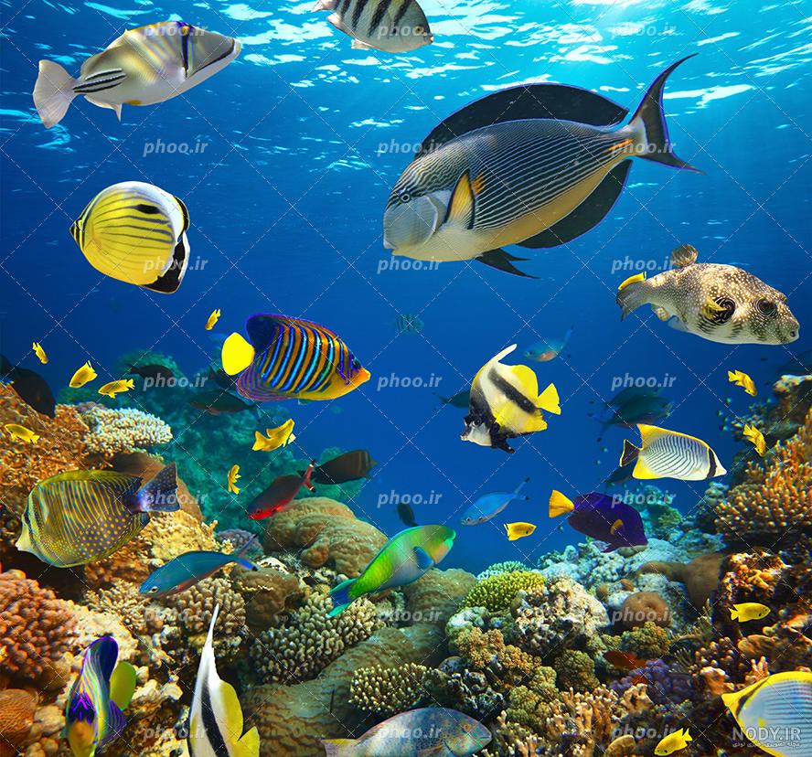 عکس کوشه در دریا با کیفیت بالا | image shark free downloads | آبزیان | فایل آوران عکس کوشه در دریا با کیفیت بالا | image shark free downloads | آبزیان | فایل آوران