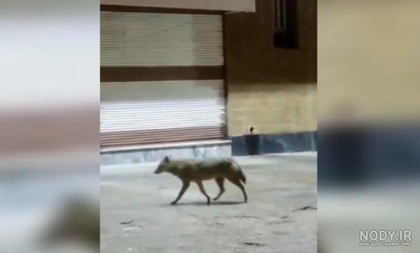 عکس گرگاس در ایران