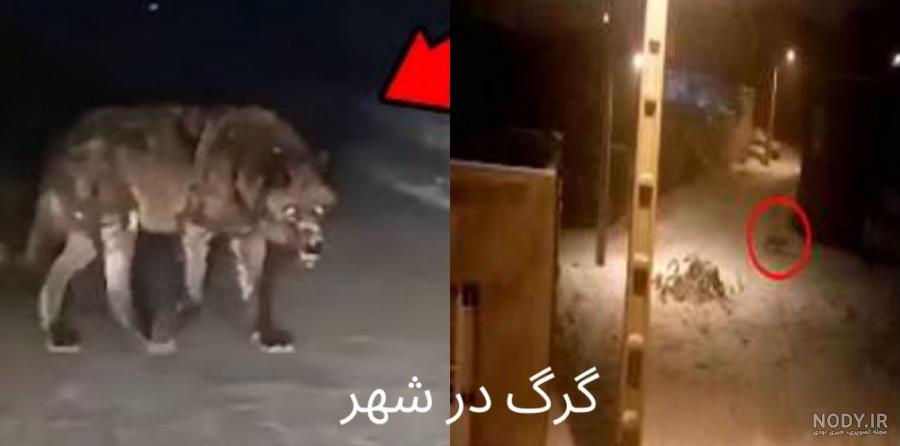 عکس گرگاس واقعی در ایران عکس گرگاس واقعی در ایران