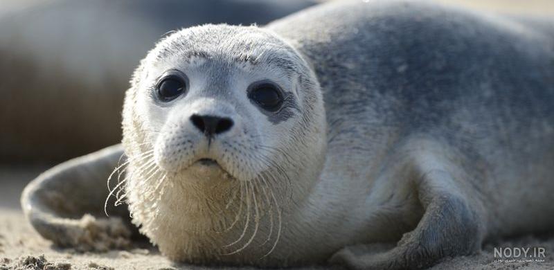 فک دریایی تولو | TOLO Seal - سیسمونی ارمغان کیدز فک دریایی تولو | TOLO Seal - سیسمونی ارمغان کیدز