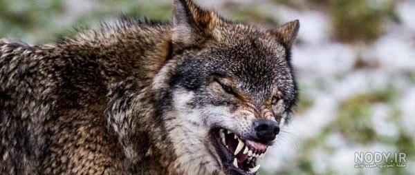 ماجرای دیدن تمساح، گرگاس و شیر در شهرهای ایران - هشدار درمورد مشاهده گرگ در نزدیکی یک دانشگاه در تهران + لیستی از پرسه حیوانات جالب در شهرها ماجرای دیدن تمساح، گرگاس و شیر در شهرهای ایران - هشدار درمورد مشاهده گرگ در نزدیکی یک دانشگاه در تهران + لیستی از پرسه حیوانات جالب در شهرها