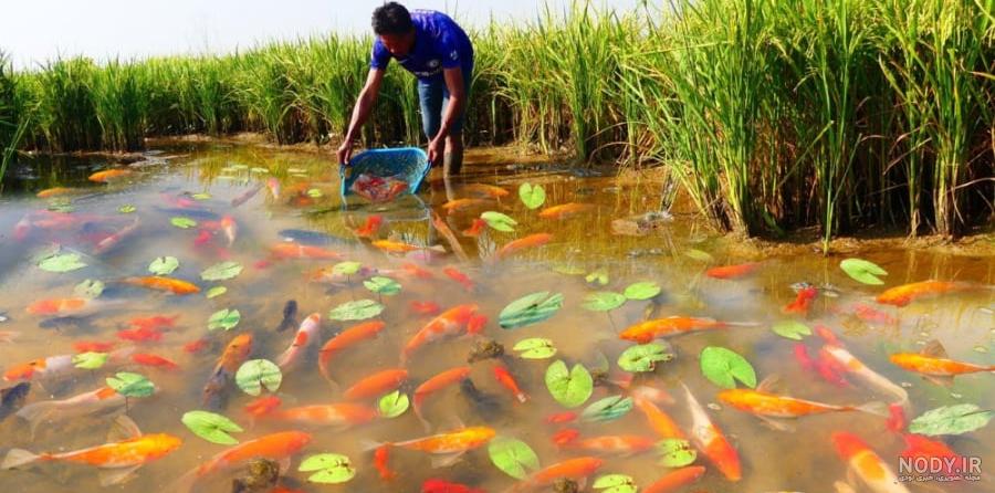 ماهی قرمز را در آب‌های آزاد کشور رها نکنید - ایسنا
