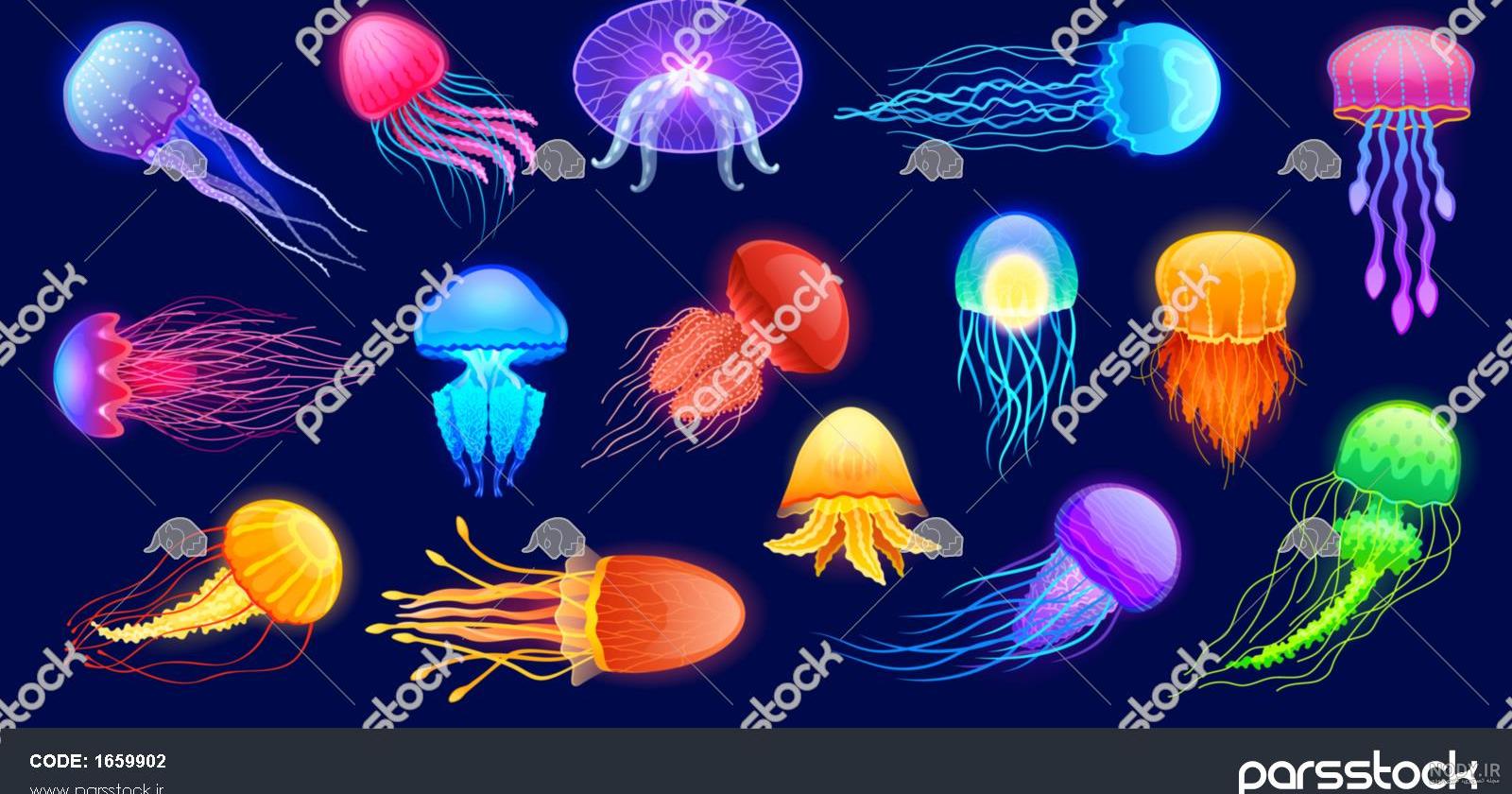 مجموعه عکس عروس دریایی - متمم