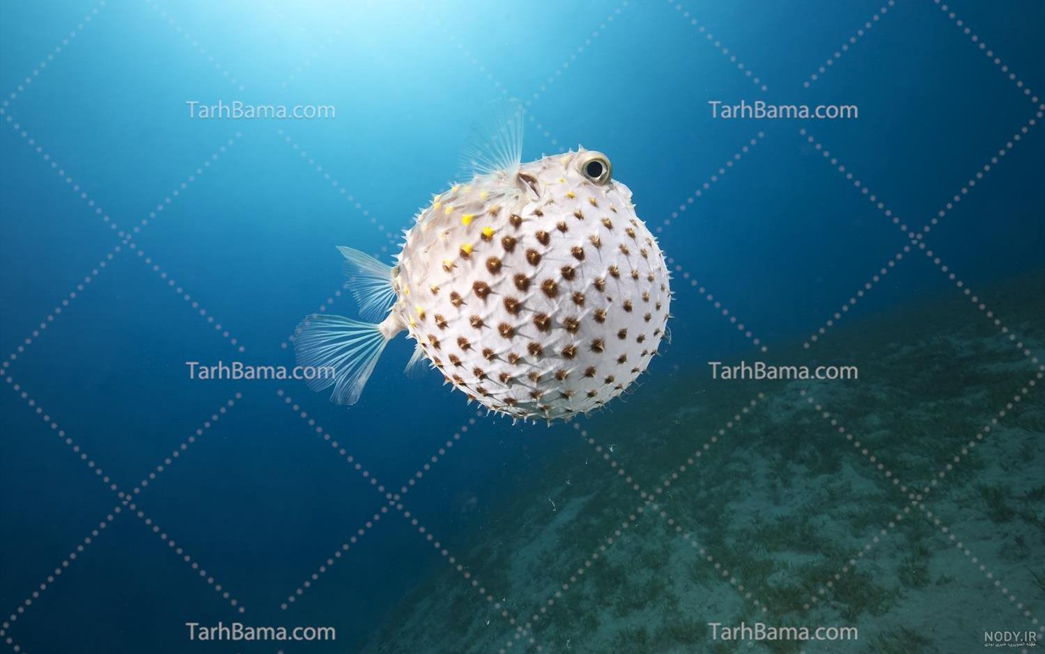 مجموعه کامل عکس ماهی‌ های زیبا و رنگارنگ برای پروفایل و پس زمینه - ستاره