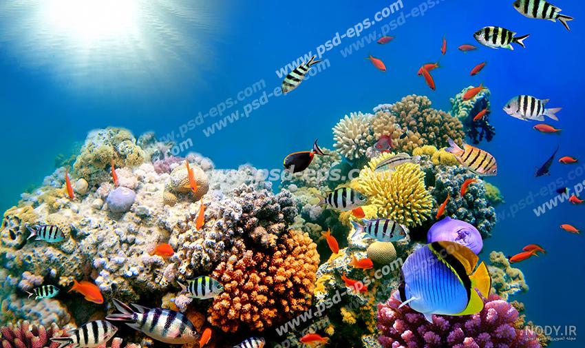 مشرق نیوز - این عکس ها را باید زیر دریا دید مشرق نیوز - این عکس ها را باید زیر دریا دید