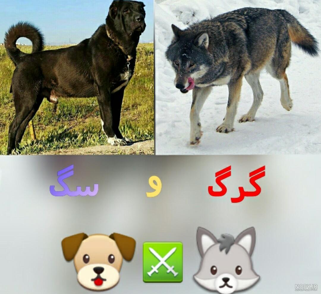 همه چیز درباره نگهداری سگ گرگی همه چیز درباره نگهداری سگ گرگی