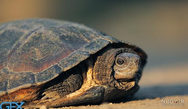 والپیپر لاک پشت در اعماق دریا turtle wallpaper