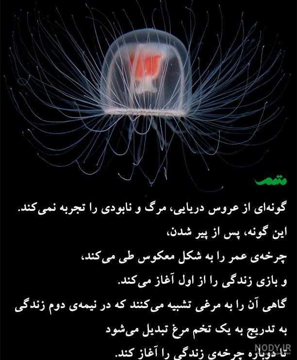 ویدوآل | عکس‌هایی متحیر کننده از عروس‌های دریایی|جانداران(3 مورد)