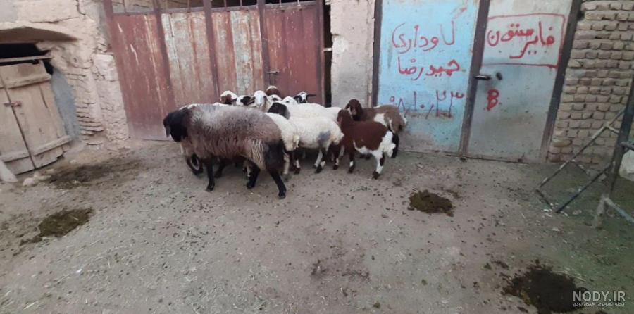 چند عکس گرگ - متمم چند عکس گرگ - متمم