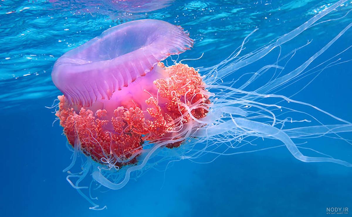 کشف عروس دریایی غول پیکر در ساحل - تسنیم کشف عروس دریایی غول پیکر در ساحل - تسنیم