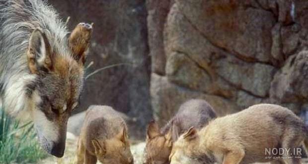 گرگ وارد دانشگاه آزاد علوم و تحقیقات تهران شد