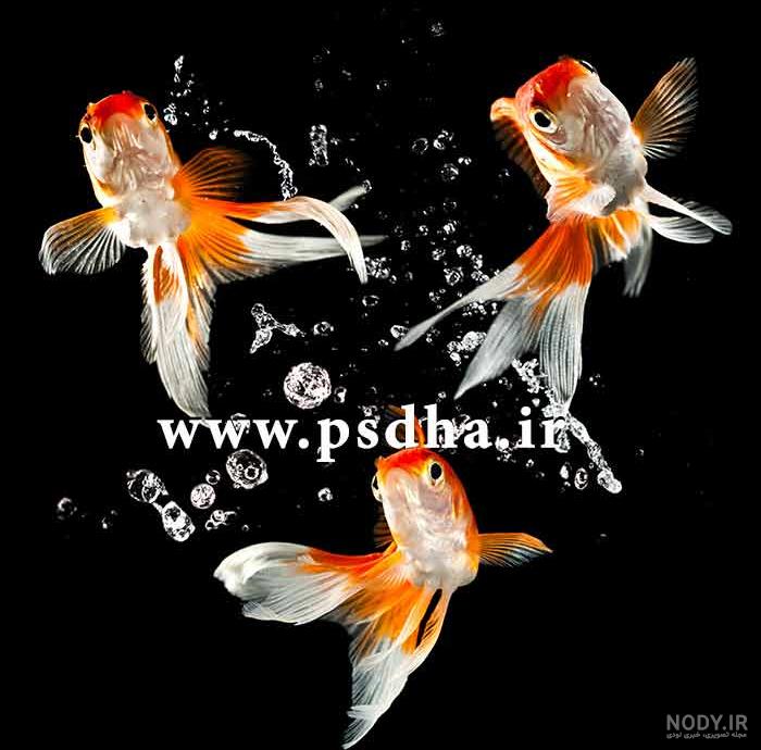 برنامه کودک الکس و الی - ماهی های زیبا - سرگرمی کودک