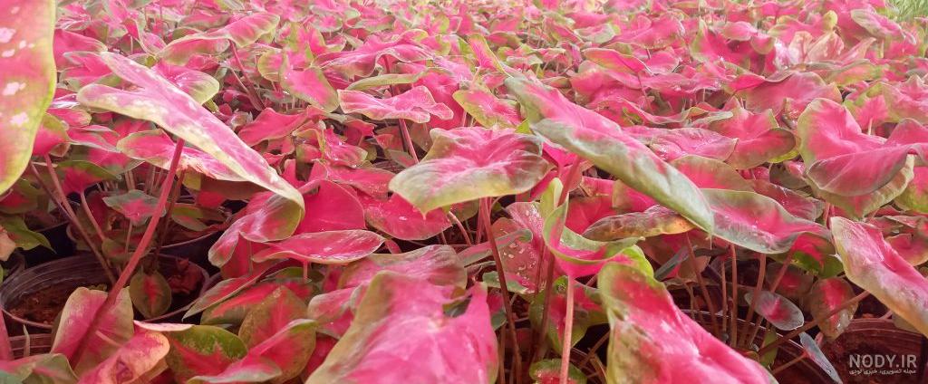 جدیدترین مدل‌های فرش گل برجسته فیلی 1200 شانه کاشان سال 1400+ عکس منزل|  ماهورمارکت