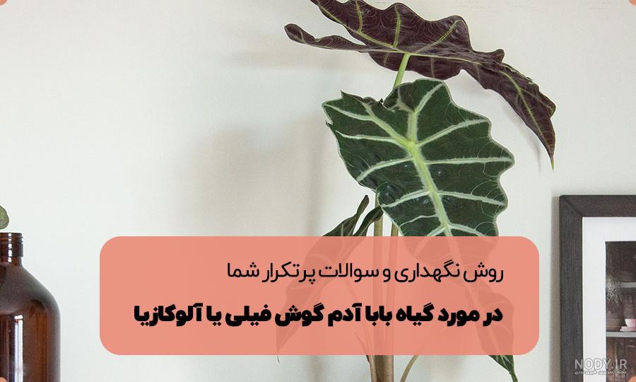 دانلود عکس نزدیک برگ سبز گوش فیل در برگ سبز جنگل | اوپیک دانلود عکس نزدیک برگ سبز گوش فیل در برگ سبز جنگل | اوپیک