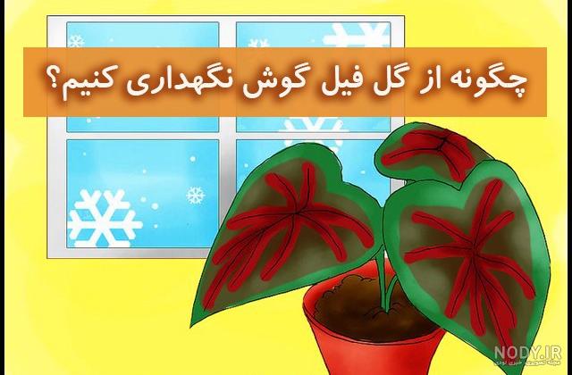عکس گیاه فیل گوش - عکس نودی عکس گیاه فیل گوش - عکس نودی