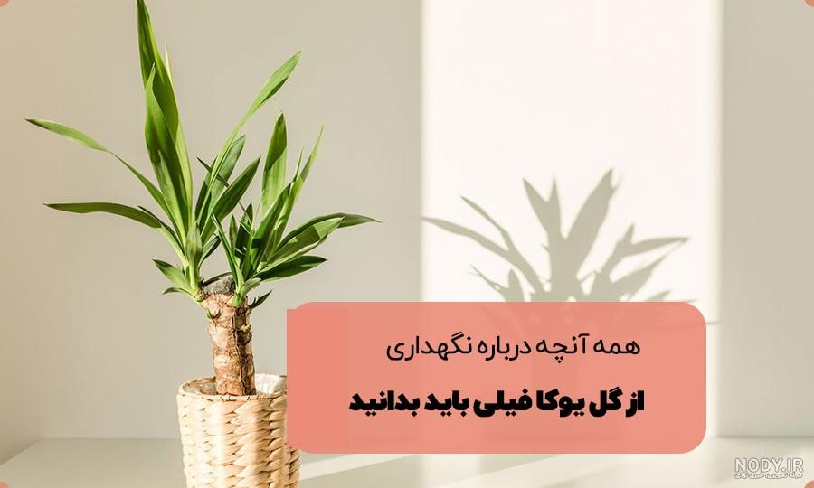 نگهداری گیاه گوش فیل و نکاتی که در پرورش و مراقبت از این گیاه باید رعایت  کنید