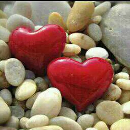 Index of /image/heart/large Index of /image/heart/large
