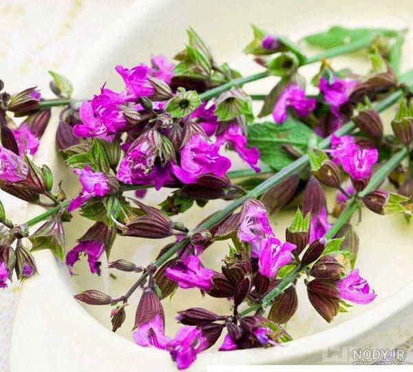 زیباترین گلهای جهان را بشناسید+عکس | زیباترین گل جهان | خرید گل گندم VIP
