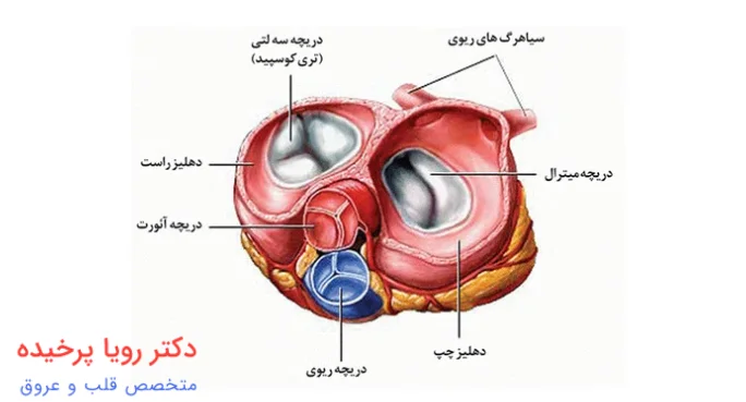 ساخت دریچه قلب مصنوعی برای کودکان با سلول‌های پوست - ایسنا