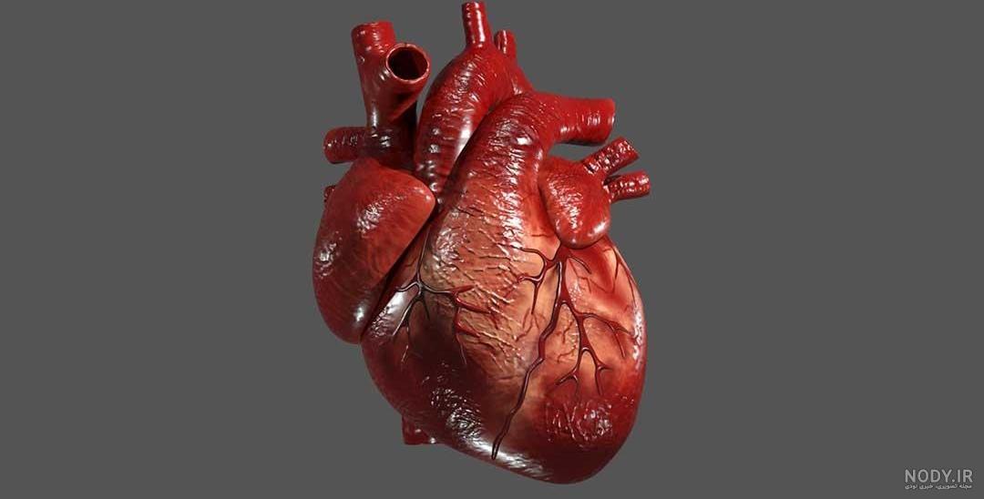 ساخت دریچه های مصنوعی قلب - تمرینو ساخت دریچه های مصنوعی قلب - تمرینو