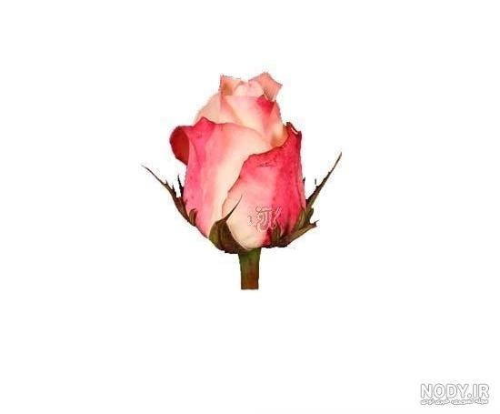 عکس پروفایل رز صورتی شیک و با کیفیت عکس پروفایل رز صورتی شیک و با کیفیت