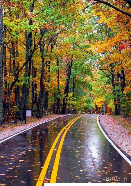 عکس گل زیبا برای صفحه گوشی عکس گل زیبا برای صفحه گوشی