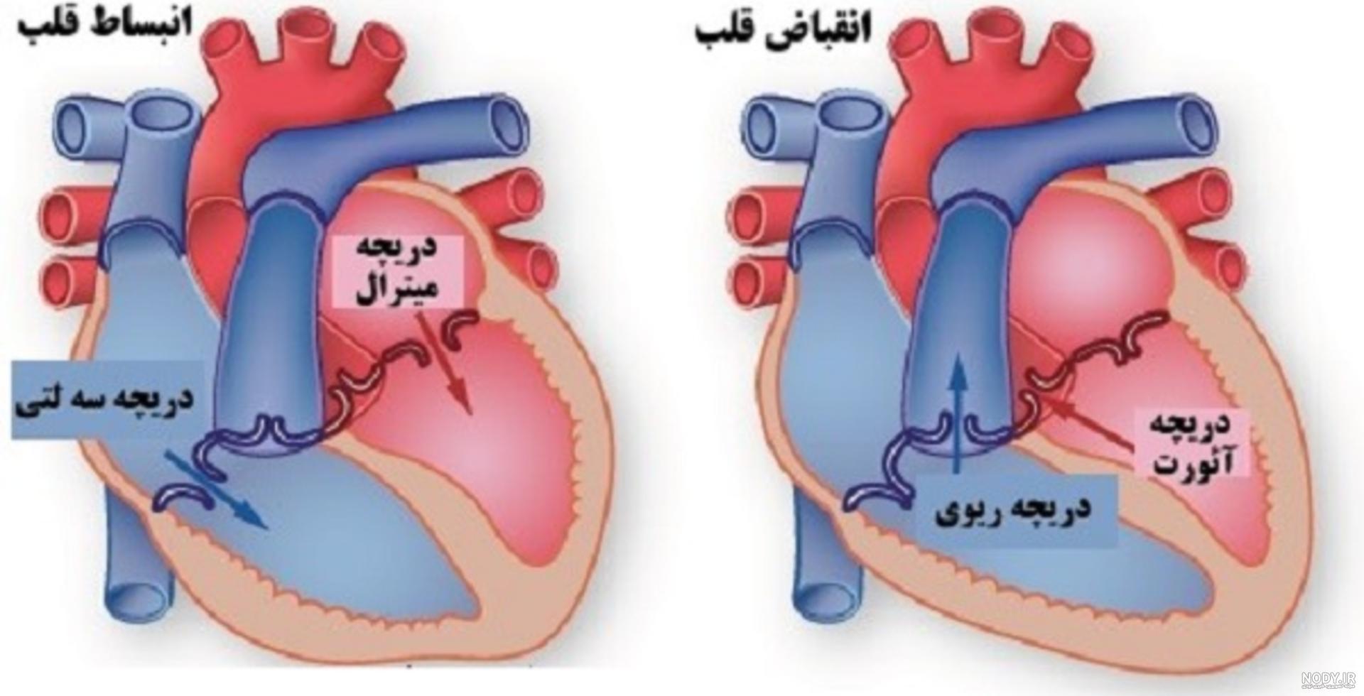 چه زمانی باید از دریچه قلب مصنوعی استفاده کرد؟– مجله سلامت دکترتو چه زمانی باید از دریچه قلب مصنوعی استفاده کرد؟– مجله سلامت دکترتو