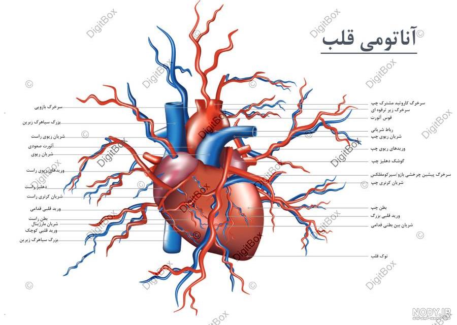 بیماری سوراخ قلب چیست؟ - آدوراطب