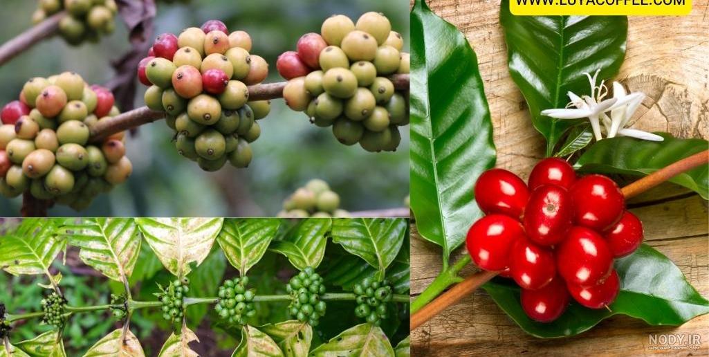 عکس دانه قهوه روبوستا عکس دانه قهوه روبوستا