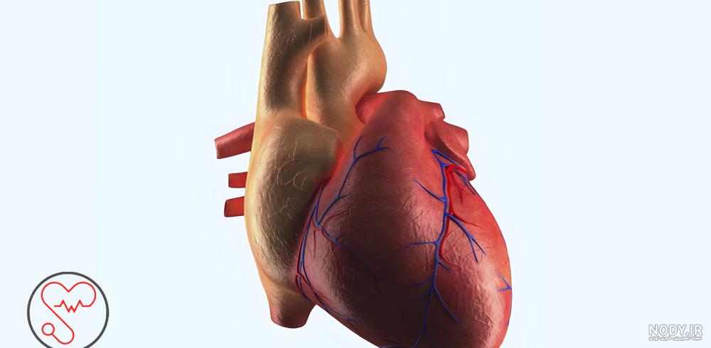 قلب انسان عکس واقعی