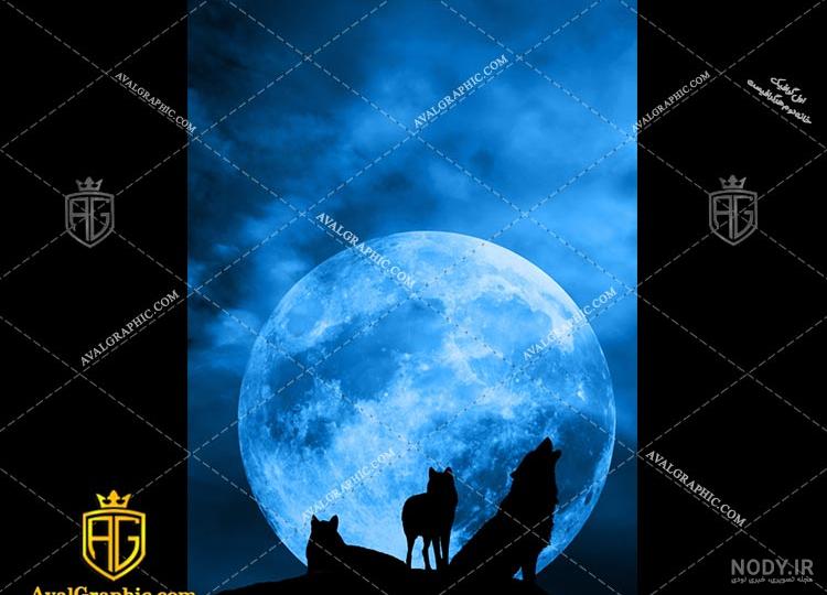 40 عکس گرگ فوق العاده خفن و خیره کننده برای خاص ترین پروفایل