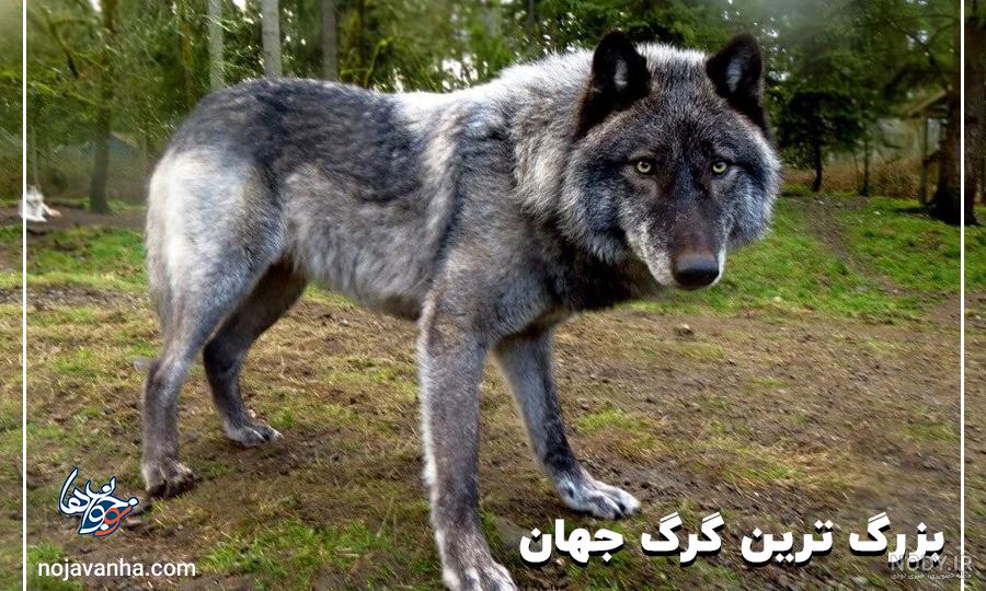 12 لحظه شکار مرگبار و خطرناک توسط گرگ ها | حمله دیدنی گرگ ها 12 لحظه شکار مرگبار و خطرناک توسط گرگ ها | حمله دیدنی گرگ ها