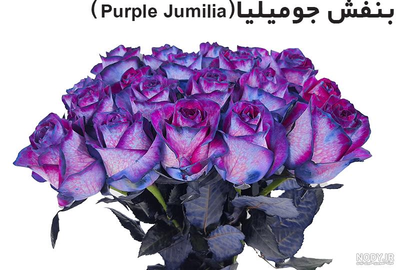 باکس گل رز بنفش - Rosyrose باکس گل رز بنفش - Rosyrose