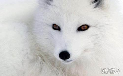 توله گرگ قطبي:) (@wolfsandroses_) / X توله گرگ قطبي:) (@wolfsandroses_) / X