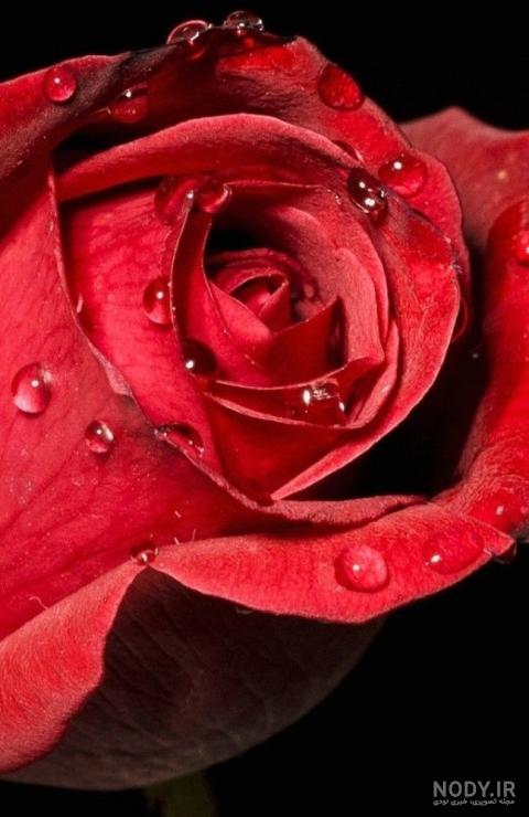 دانلود برنامه پس زمینه زنده رز Rose Live Wallpaper 2.4 اندروید دانلود برنامه پس زمینه زنده رز Rose Live Wallpaper 2.4 اندروید