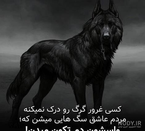 دانلود عکس های جدید گرگ خفن و وحشی برای والپیپر و تصویر زمینه دانلود عکس های جدید گرگ خفن و وحشی برای والپیپر و تصویر زمینه